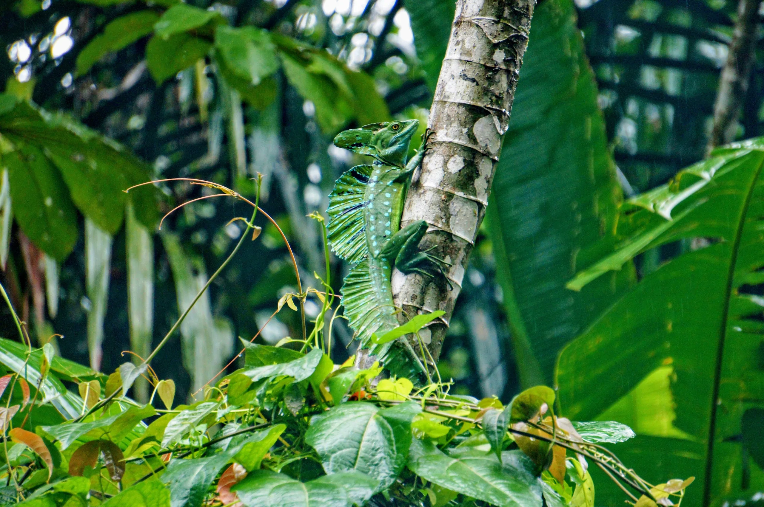 Viaje a medida a Costa Rica