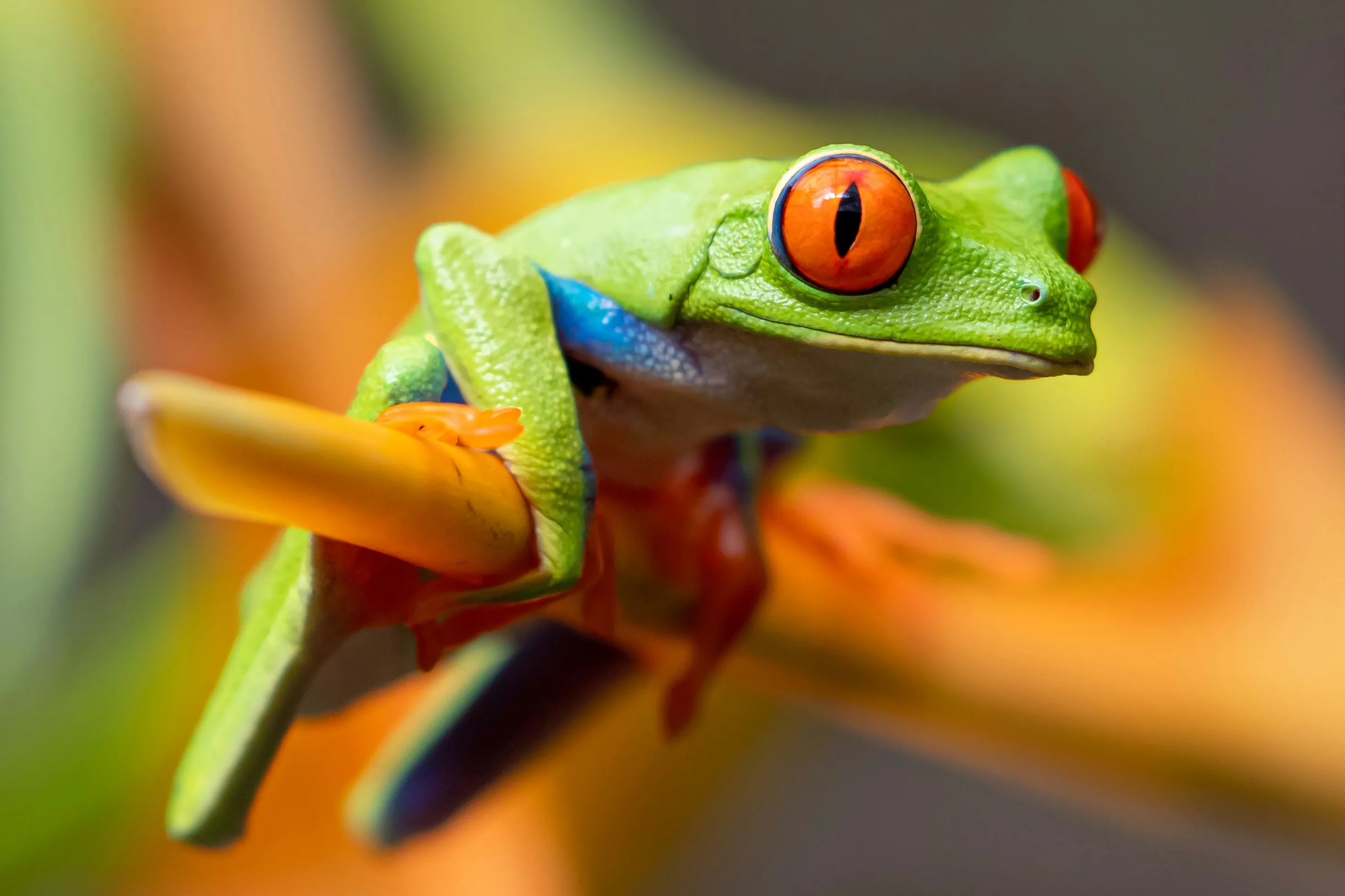 Viaje a medida a Costa Rica con Viajes Ukiyo