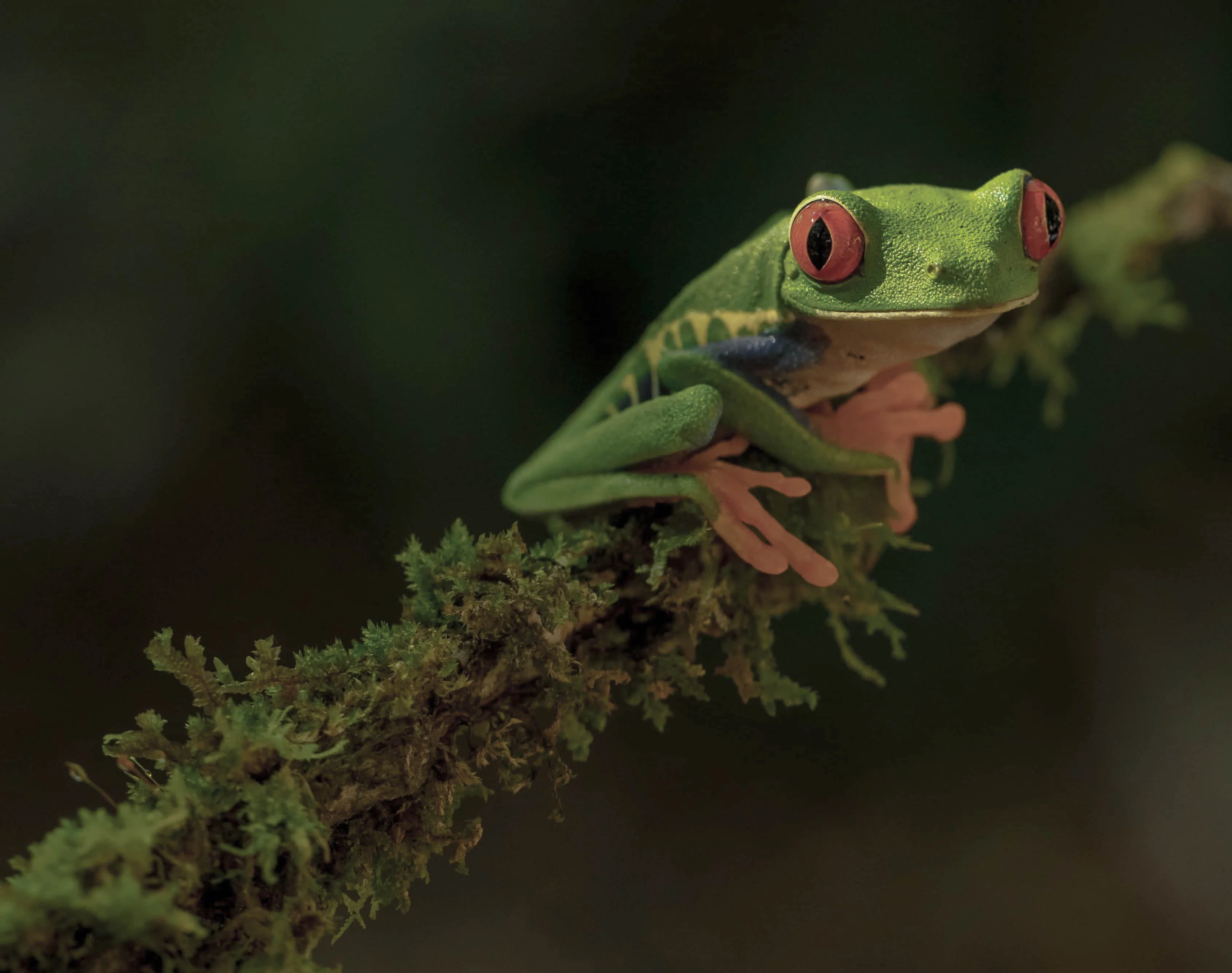 Viaje a medida a Costa Rica con Viajes Ukiyo