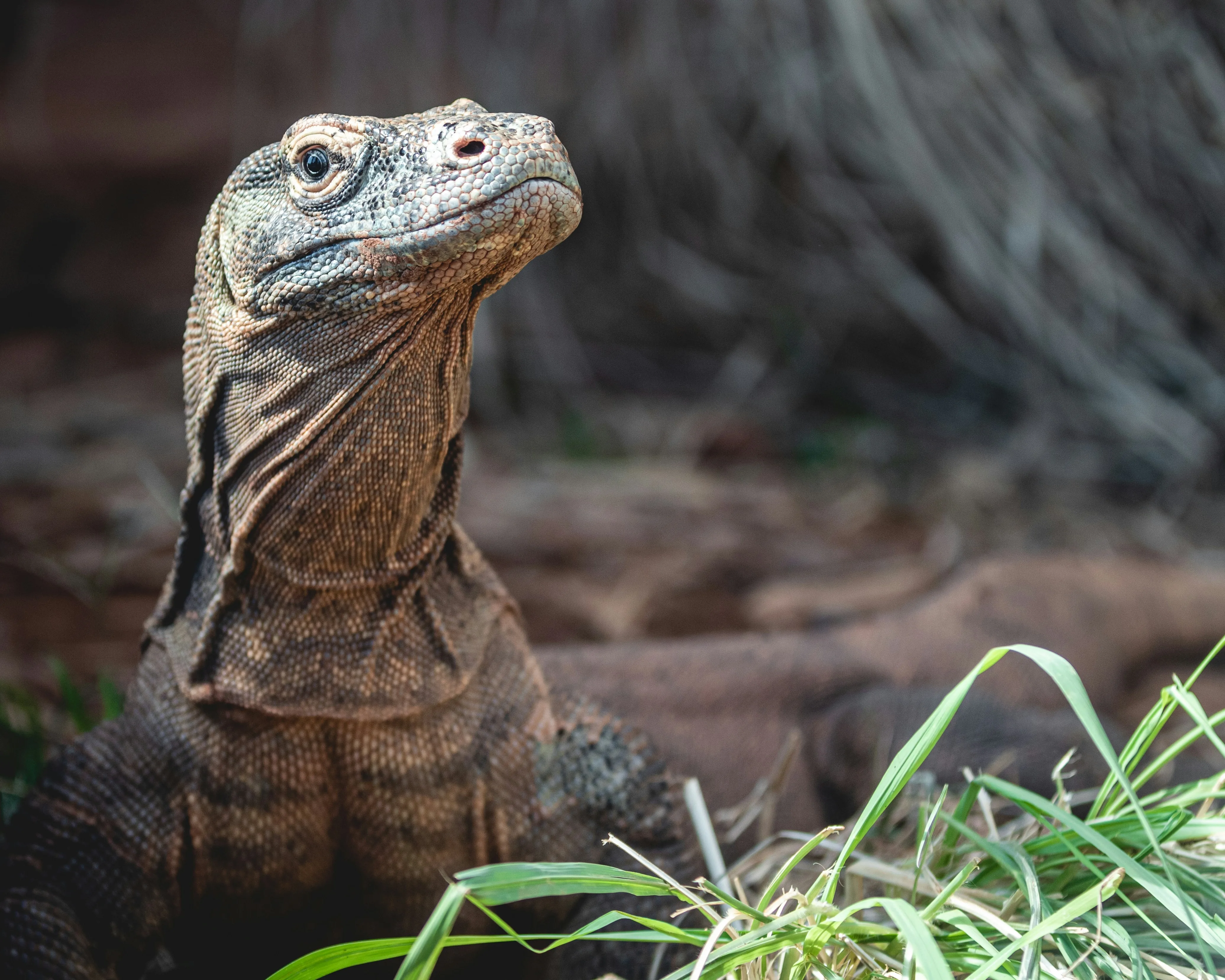 Komodo