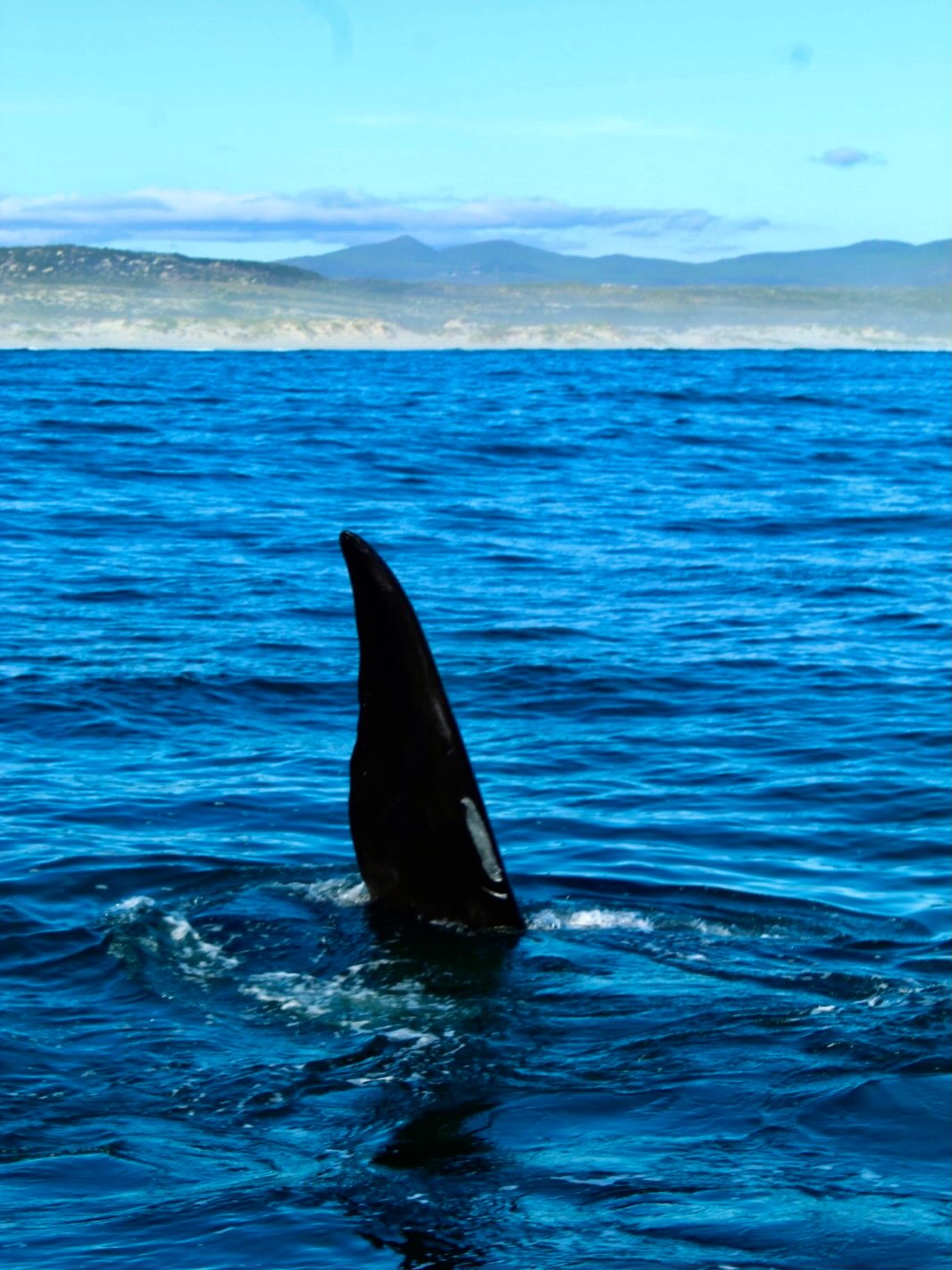 Ballena en Hermanus