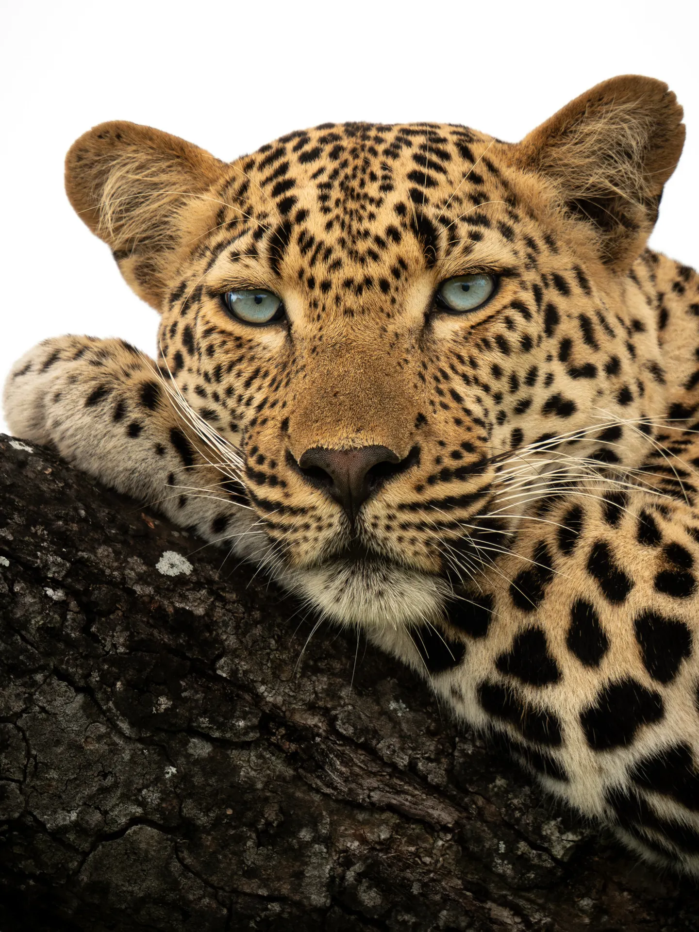 Cebra fotografiada en el Kruger