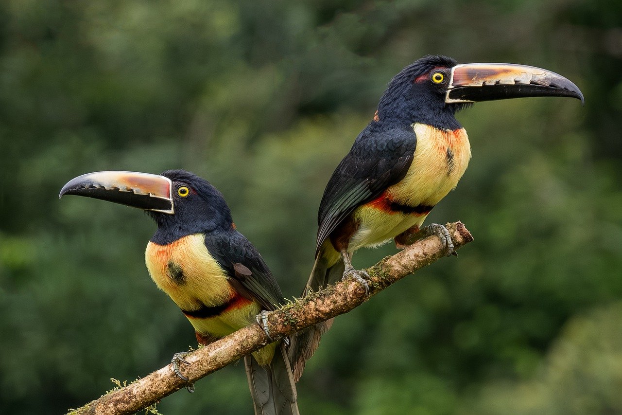 Aves al amanecer: la luz que lo cambia todo