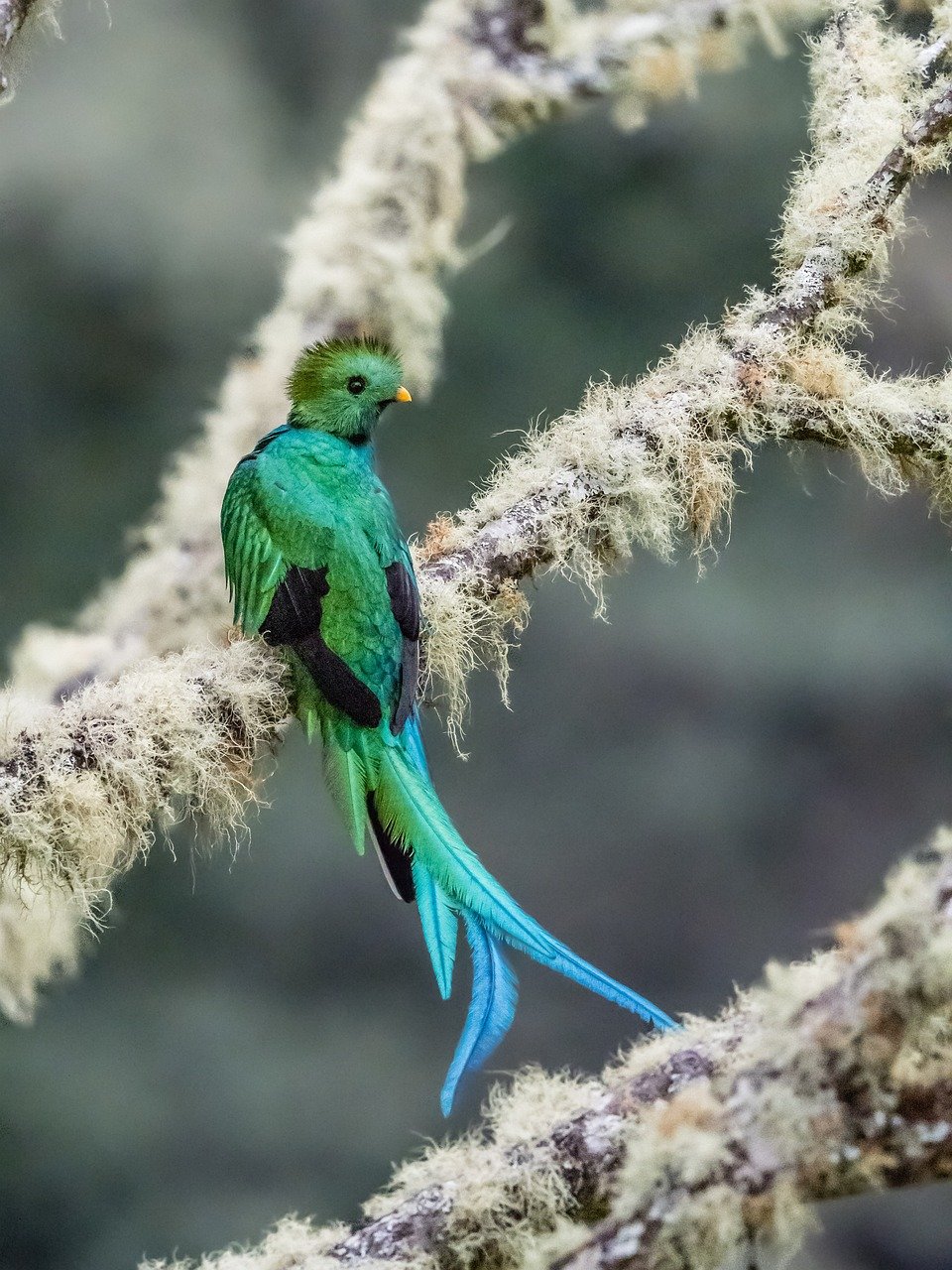 Tras el quetzal resplandeciente