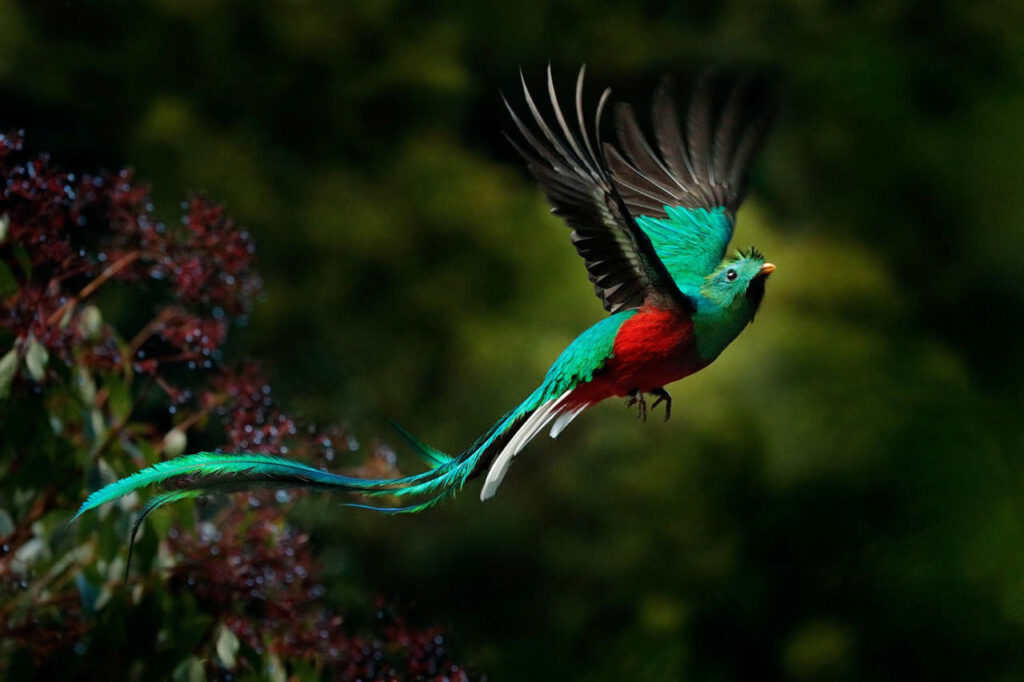 Autor local de Viajes Ukiyo: De a costa rica fotografia queztalvolando