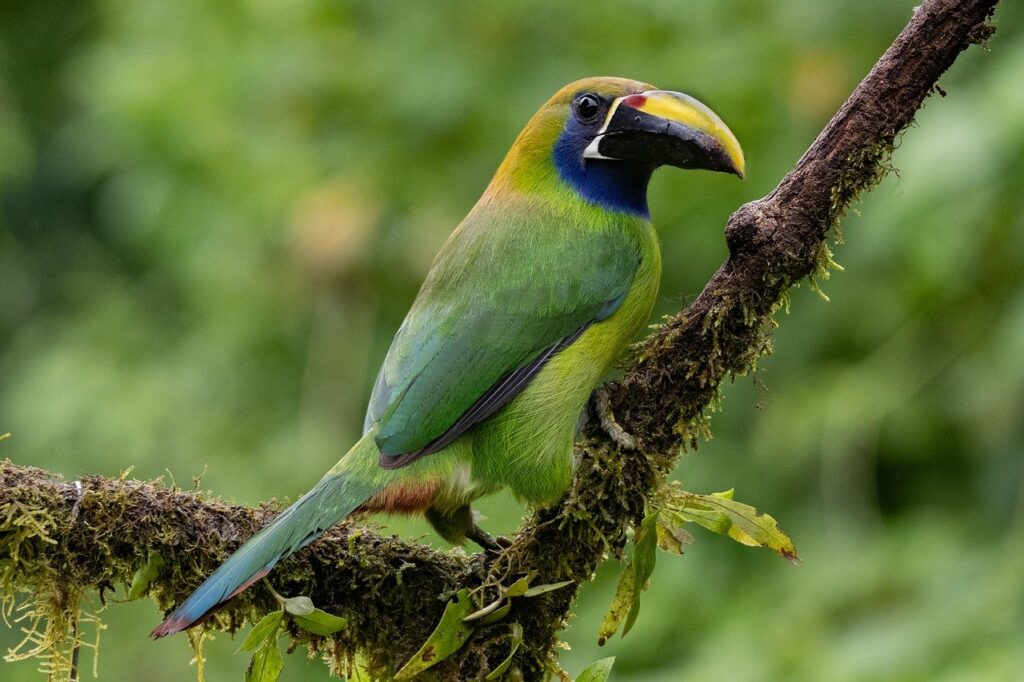 Autor local de Viajes Ukiyo: De a costa rica fotografia tucanazul