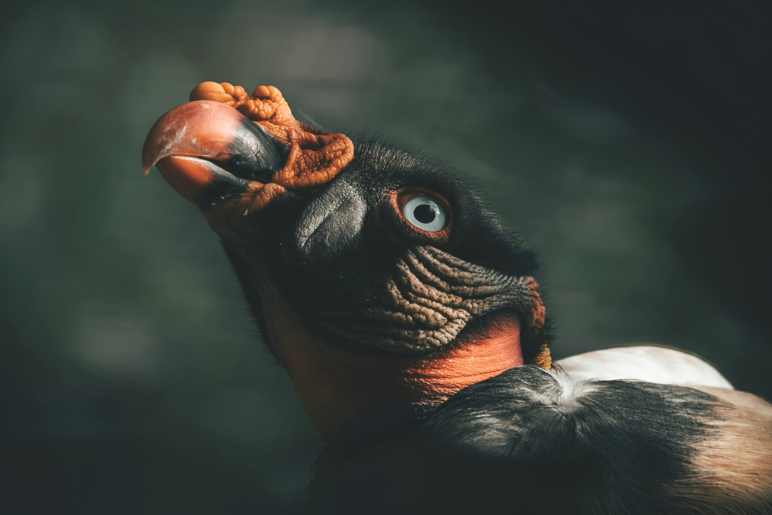 Buitre rey en hide: esperar para que suceda