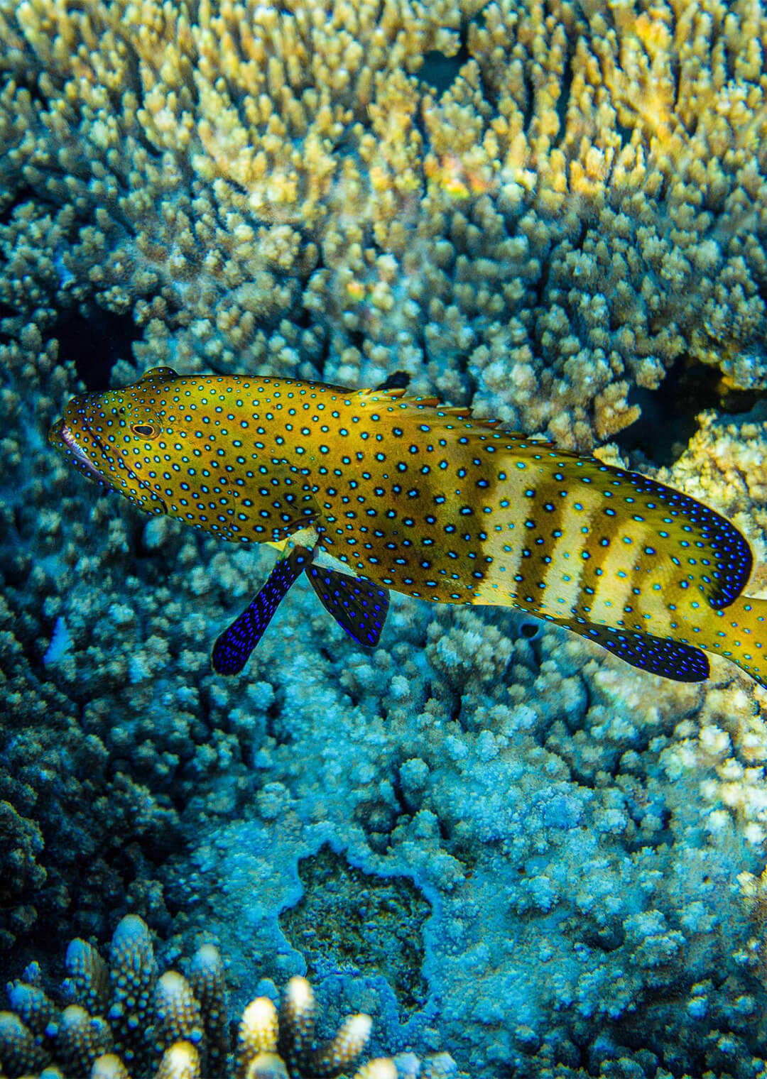 Buceo o snorkel