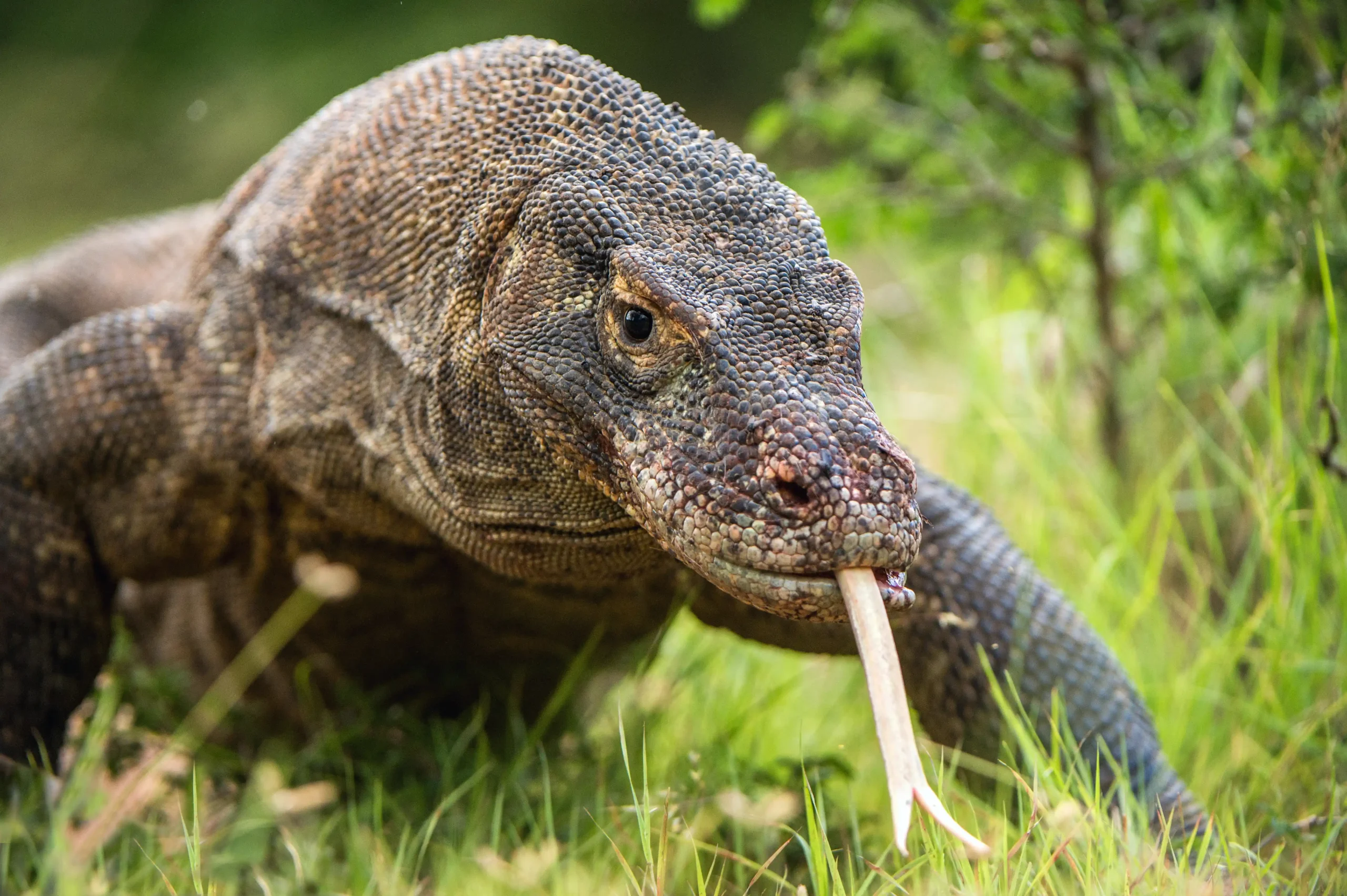 Komodo