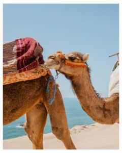 Marruecos de norte a sur: del azul de Chefchaouen al Sáhara