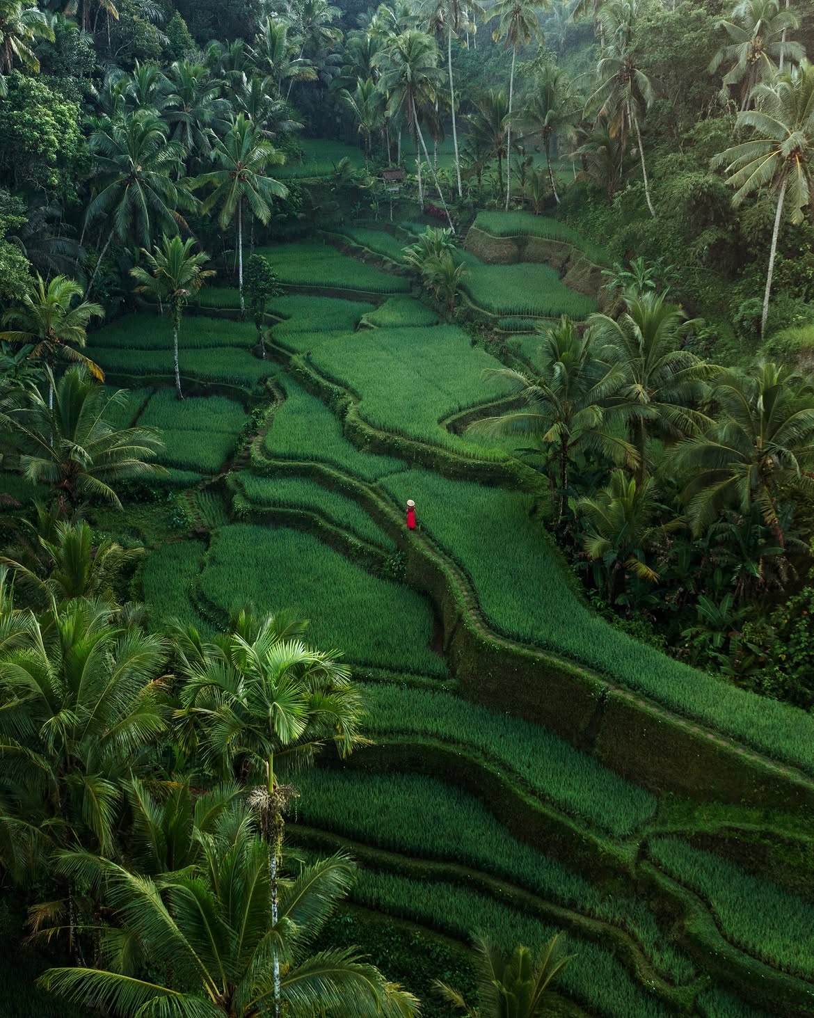 Terrazas de arroz en Indonesia