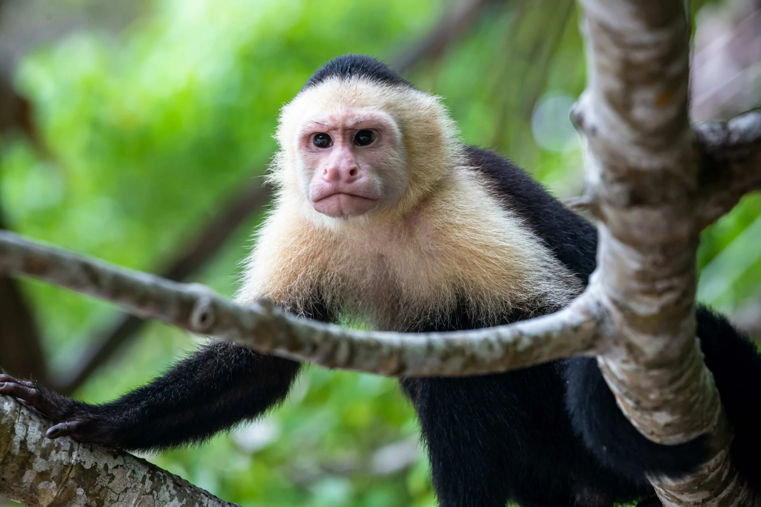 Viajar a Costa Rica con agencia especializada: cuándo merece la pena