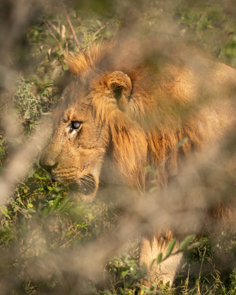 Viaje a Sudáfrica: Cape Town y Kruger en 13 días