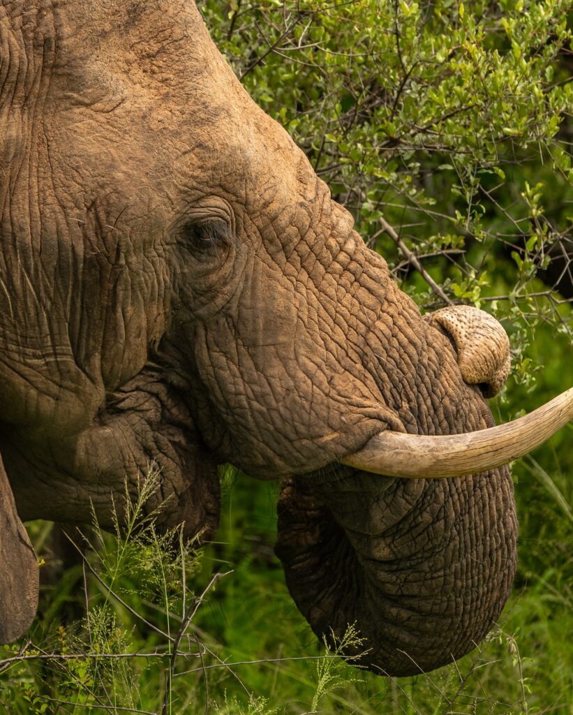 Viaje a Sudáfrica: Cape Town y Kruger en 13 días