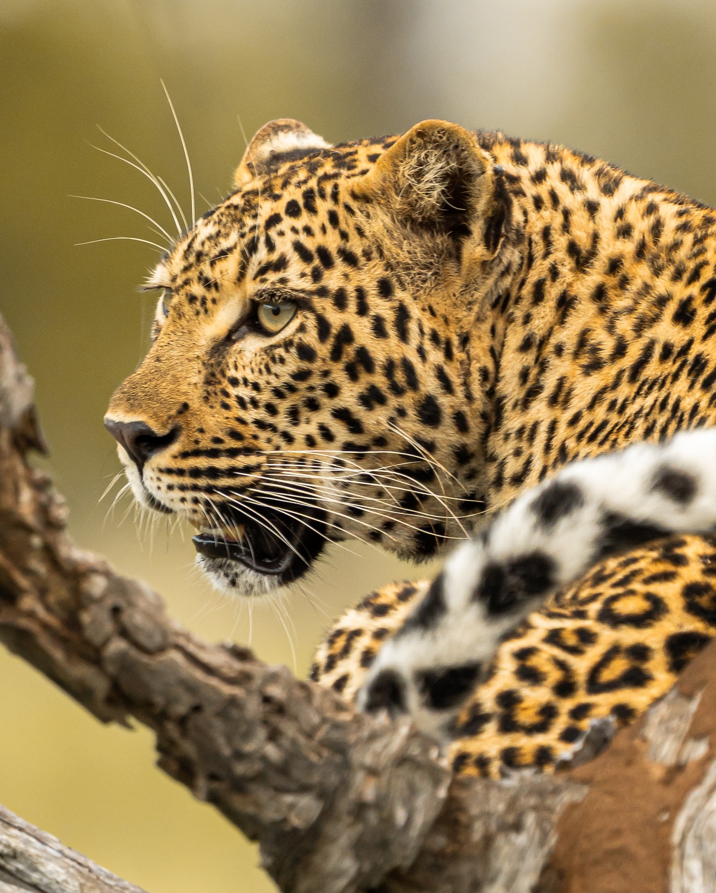 Sudafrica Kruger 10 con Viajes Ukiyo
