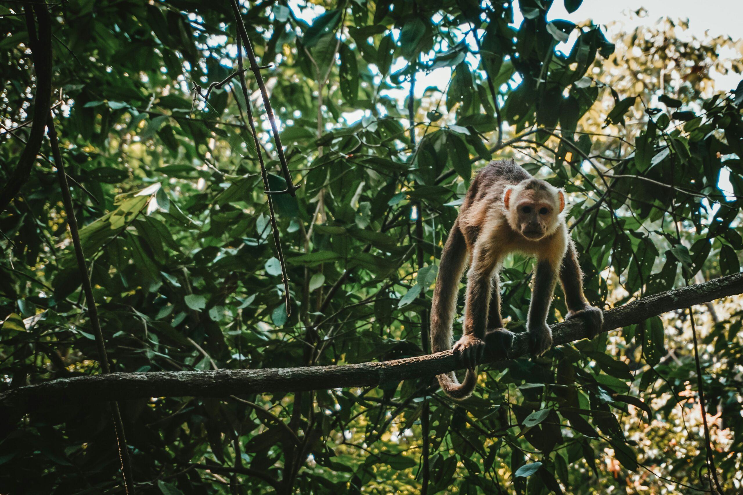 Tayrona / Santa Marta
