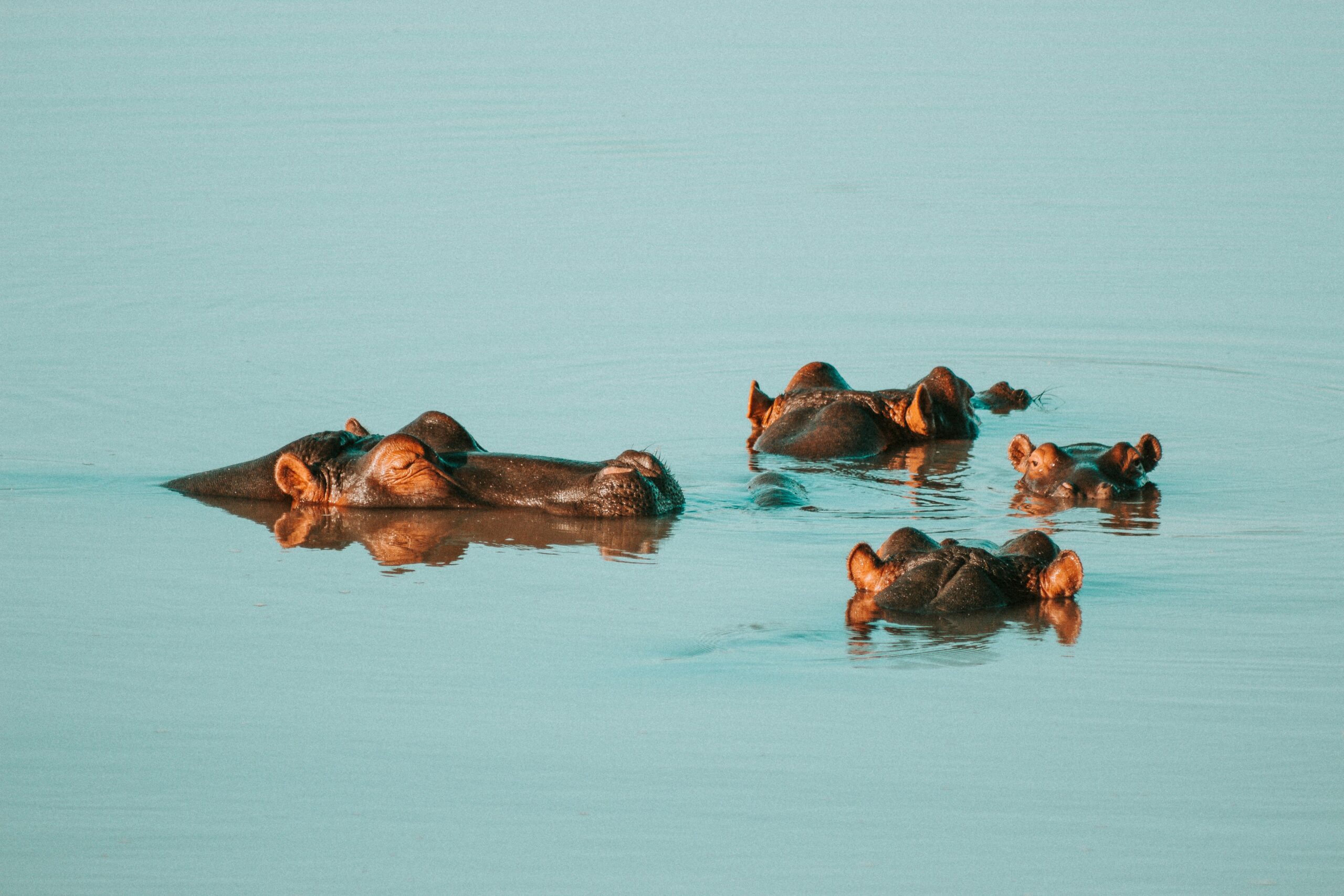 St. Lucia · iSimangaliso